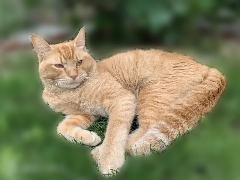 Lost cat, Bulls Head, Staten Island, NY 10314, USA, Manhattan — male ginger cat, 2.5 years old - photo