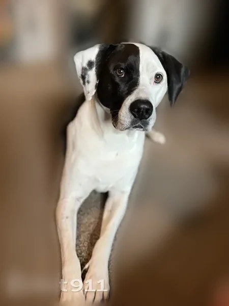 Lost dog, female, Southeast 27th Court, 14432, Belleview - large black and white mix - photo