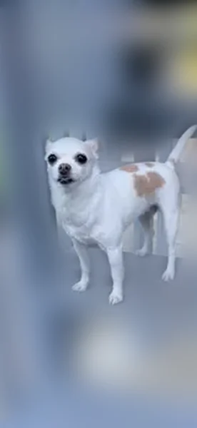 Lost dog, Southeast 256th Street, 14905, Covington - female Chihuahua with a pink collar - photo