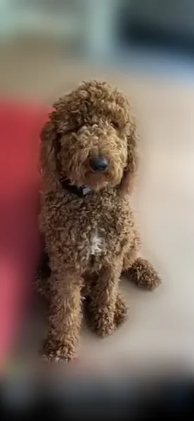 Lost dog, male, Kentucky 302, 4537, Van Lear — tan/red Goldendoodle - photo