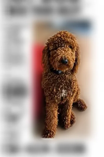 Lost dog, Kentucky 302, 4537, Van Lear, Arlington - male Goldendoodle - photo