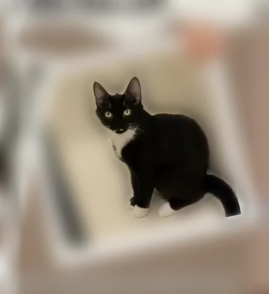 Lost cat, Bierney Creek Road, 180, Lakeside - female, black and white with white stomach, paws and a little white mustache - photo