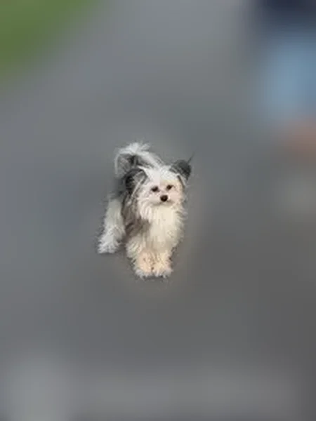 Lost dog, Fir Street, 30, Valley Stream, Hartford - female, small, furry, khaki and white - photo