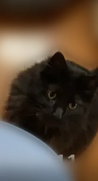 Lost cat, North Cedar Lake Road, 1195, Round Lake Beach - black, long-haired domestic cat - photo