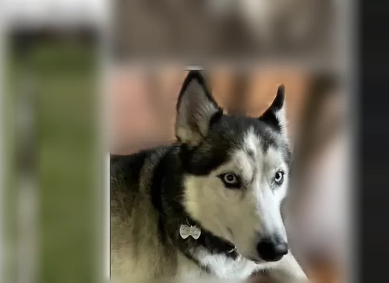 Lost dog, Van Cortlandt Park Avenue, 268, Yonkers, Manhattan - female Husky with blue eyes and a red collar - photo