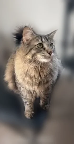 Lost cat, West River Street, 200, Rockton - photo