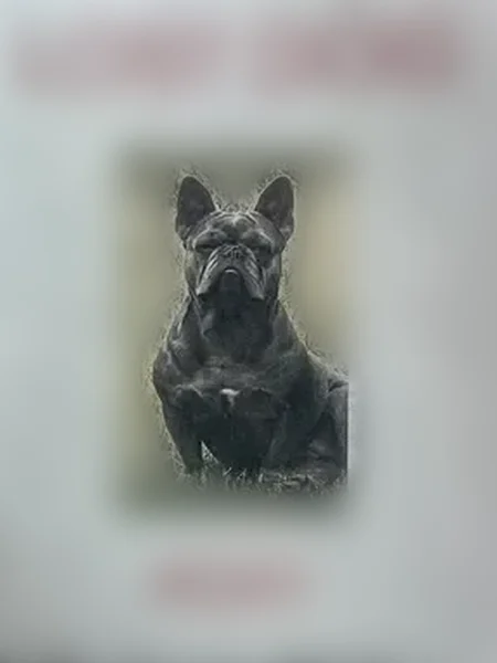 Lost dog, West University Avenue, 5555, Fresno - female frenchie - photo