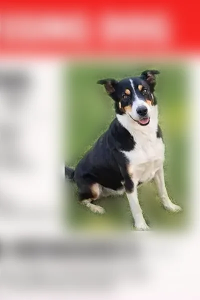 Lost dog, Laton, California - female Border Collie Mcnabb mix - photo