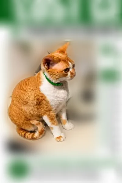 Lost cat, East Katella Avenue, 1920, Orange - orange and white short-haired cat - photo