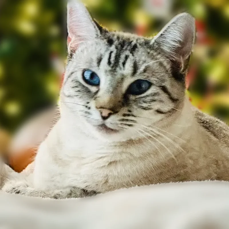 Lost cat, Jack Drive, 3583, Missoula - female - photo