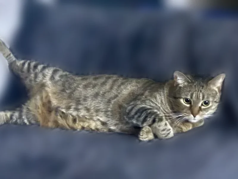 Lost cat, Bay Avenue, Delaware, Milford - female, shy, brown spotted - photo