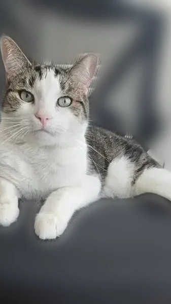 Lost cat - male, Remington Avenue, 2700, Reston - grey/brown and white tabby with 3 stripes on the back - photo