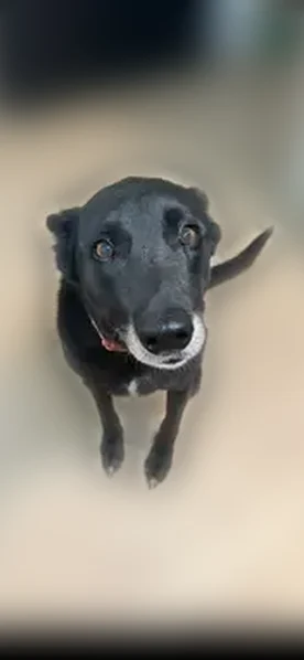 Lost dog, Denver Boulevard, 1014, San Antonio - female - photo
