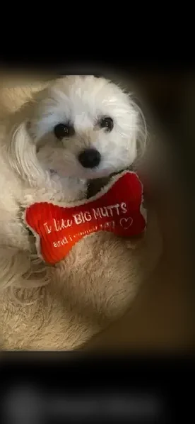 Lost dog, Corbridge Lane, 3462, Rockford - female Maltipoo - photo
