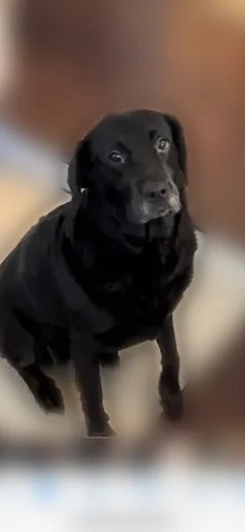Lost dog, Matthews Weddington Road, 2925, Winchester - female black lab - photo