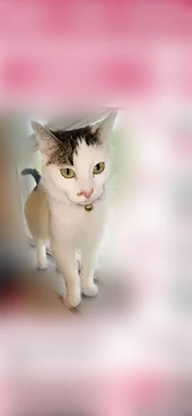 Lost cat, North Kostner Avenue, 1067, Chicago - female - photo