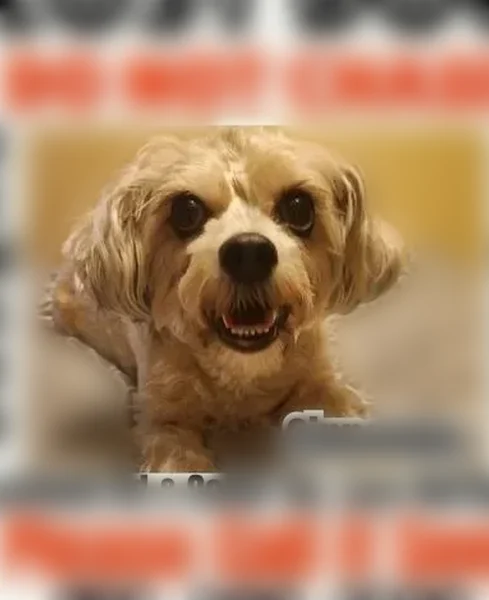 Lost dog, female, Larkfield Road, 598, East Northport - small tan/beige dog, very timid - photo