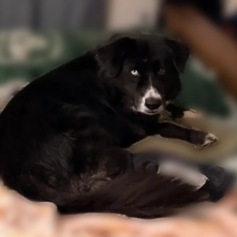 Lost dog, Eastway Drive, 1830, Arlington - male, blue right eye, very timid - photo