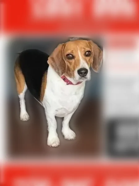 Lost dog, Four Mile Creek Road, 8865, Gainesville, Cumming - male tricolor beagle - photo