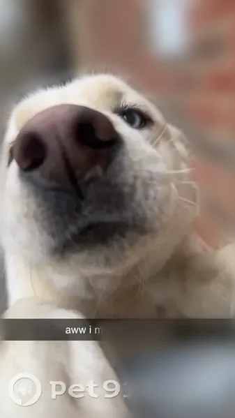 Lost dog, female, Caddell Circle, 2814, Hokes Bluff, Hokes Bluff - white Husky/Lab mix, purple, pink and gold collar - photo