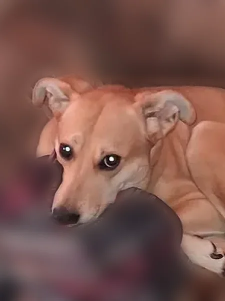 Lost dog, North Union Street, 782, Independence - male, medium-sized, with green collar - photo
