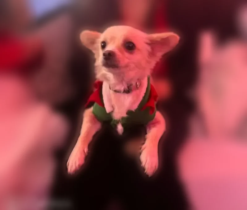 Lost dog, 8th Street, 33429, Union City - female - photo