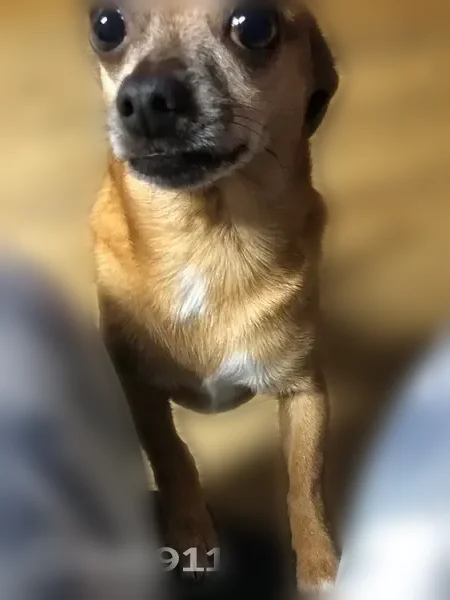 Lost dog, Packing House Road, 570, Kingsport - male chihuahua, tan/light brown, white on neck - photo
