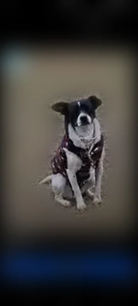 Lost dog, East Main Street, 101, Geary - female, black and white patches, medium size - photo