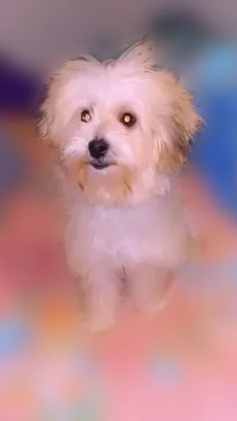 Lost dog, Simms Street, 13000, Detroit - female, pink collar - photo
