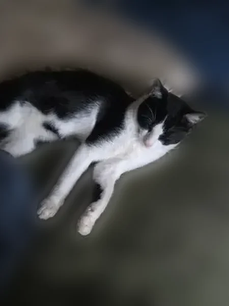 Lost cat, Prunetree Lane, San Jose - male, black and white with a distinctive face pattern - photo