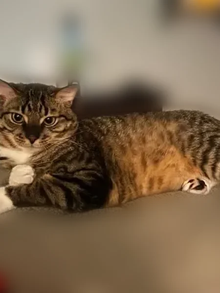 Lost cat, West Blodgett Avenue, 12533, Lake Bluff - male tabby with white paws - photo