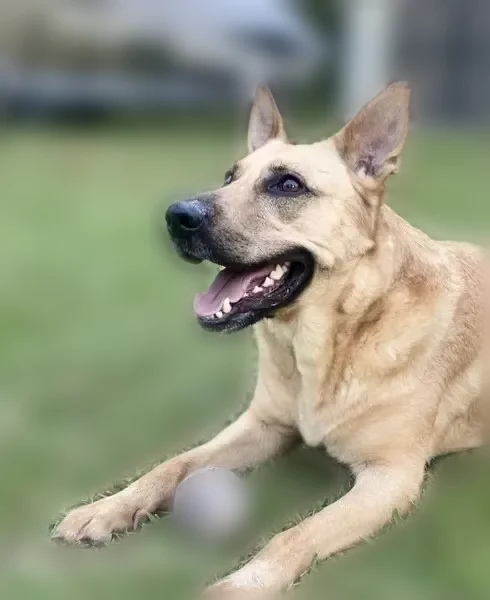 Lost dog, Southwest 36th Avenue, 6904, Lake Butler - female, blonde German/Belgian mix - photo