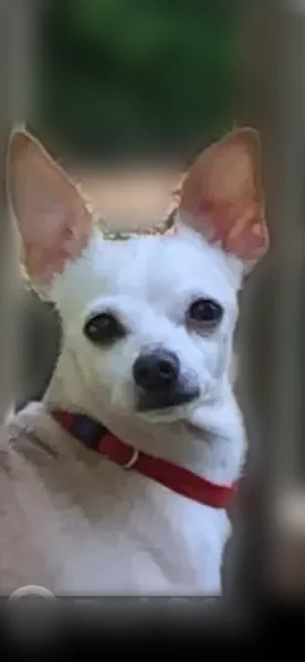 Lost dog, female, Belleview Avenue, 5231, Cincinnati - last seen yesterday around 5:30 pm near the YMCA trails - photo