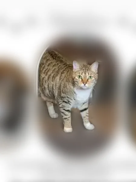 Lost cat, Oakley Street, Central Point, Denver - female - photo