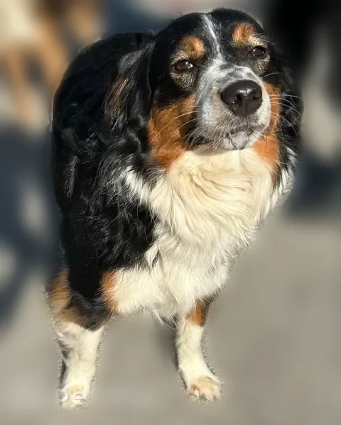 Lost dog, East Harrys Road, 7230, Traverse City - small to medium size miniature Aussie, slipped leash - photo