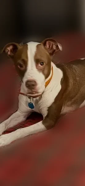 Lost dog, Waverly, Tennessee - photo