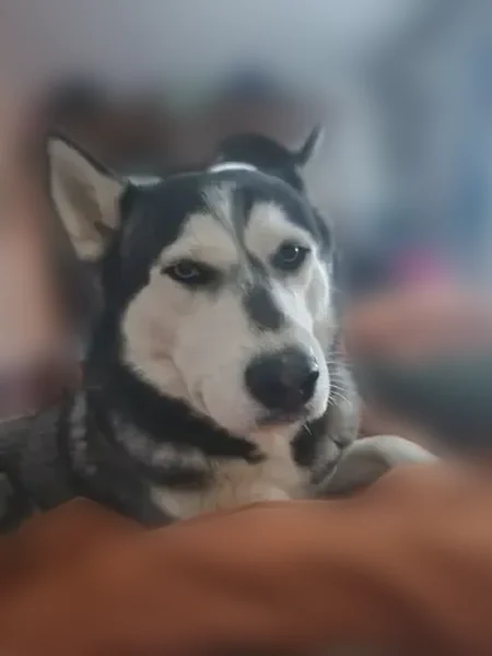 Lost dog, South Park Avenue, 5255, Tucson - male husky with a blue tag - photo