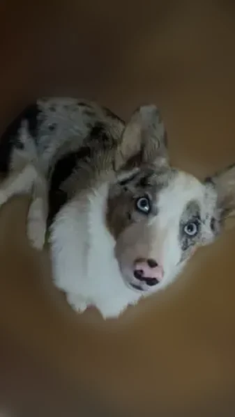 Lost dog, Spires Road, Damascus - female, white face, blue eyes - photo