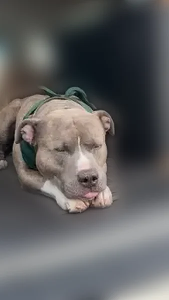 Lost dog, Madison Street, 3721, Denver - friendly, sweet, barely barks - photo