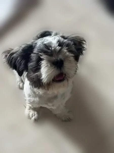 Lost dog, Stonewall Road, 9235, El Paso - male Shih Tzu, black and white coat - photo