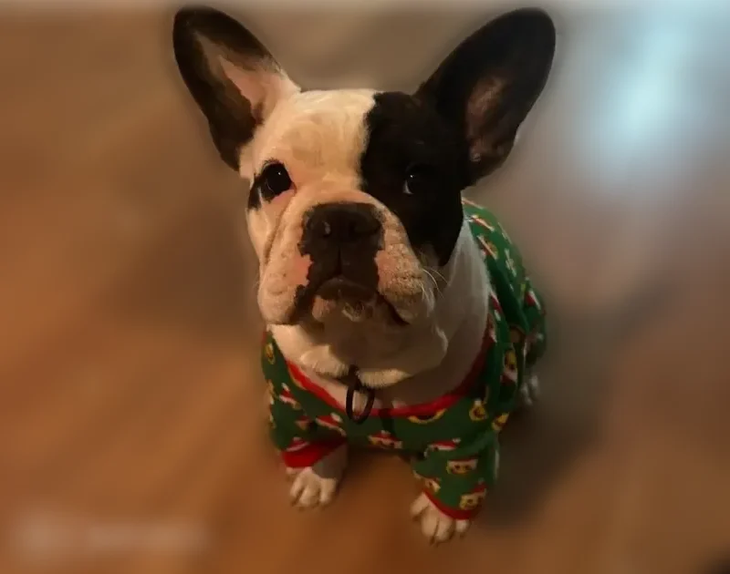Lost dog, male, West Avenue F, 1263, Temple, Temple - photo