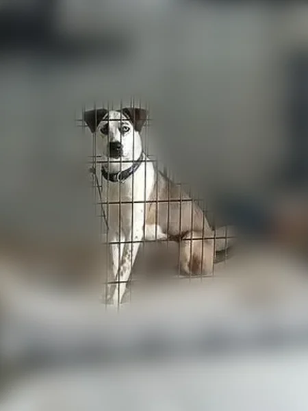 Lost dog, Litz Drive, 809, Charleston - male, icy blue eyes - photo
