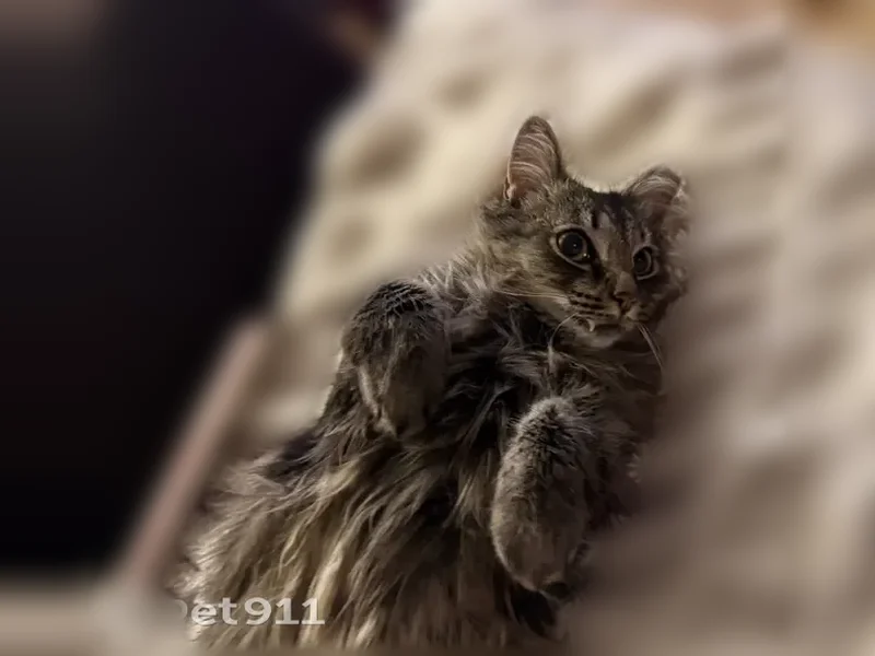 Lost cat, Kings Highway, 174, East Greenwich Township, Mount Royal - long-haired grey tabby, deaf - photo