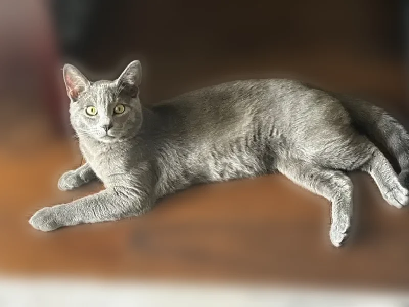 Lost cat, Apley Drive, 114, Cherry Hill Township, Bayonne - male, Russian blue, green eyes - photo