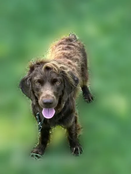 Lost dog, County Road 508, 172, Englewood, Arlington - male, brown chocolate coat, brown collar - photo