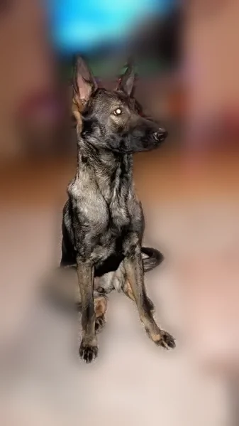 Lost dog, West MILLIPEDE Place, Tucson Estates, North Las Vegas - female, dark face, pink collar - photo