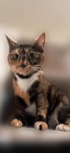 Lost cat, Northeast 195th Street, 2609, Lake Forest Park, Seattle - female tortoiseshell with white patches and extra front toes - photo