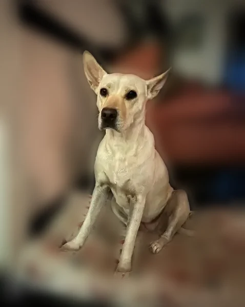 Lost dog, West Solano Drive, 2038, Phoenix - female, medium size - photo