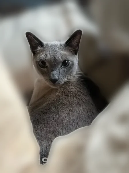 Lost cat, Wetherstone Drive, 99, Buffalo - male Siamese, microchipped - photo