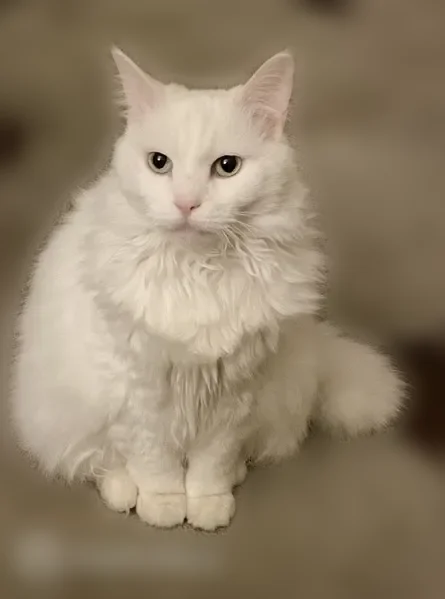 Lost cat, North Weldon Place, 1414, Baltimore — female, all white, 12 years old - photo